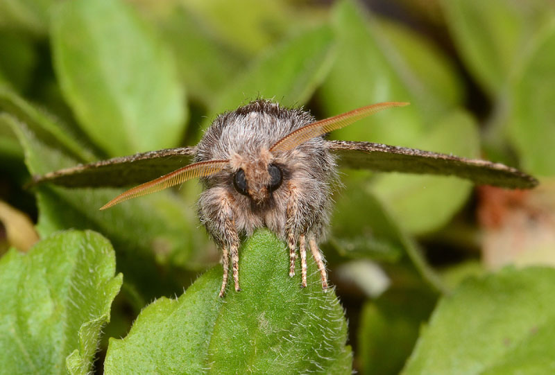 Notodontidae - Drymonia ruficornis